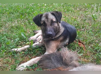 GoodBoy ♥Buddy♥ sucht seinen treuen Buddy auf 2 Beinen