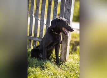 DIEGO❤️sozialer, menschenbezogener Jungspund mit fröhlichem Wesen