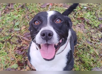 Betty ❤️ verschmuste & anhängliche Hundedame