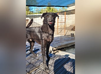SHADOW❤️freundlicher, sanfter, treuer Familienhund
