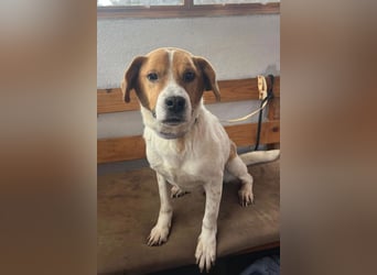 Sony ❤️ Familienhund mit großem Herzen