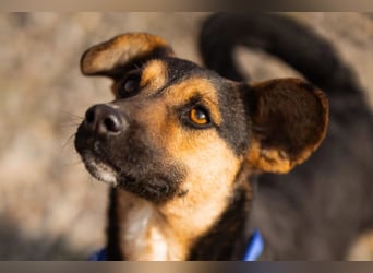 Loki ❤️ verspielter + neugieriger Hundebub