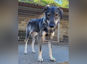 Mili-HSH-Rüde: braucht Liebe & Vertrauen