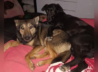 Fibi - eine sanfte Fellnase mit Charakter