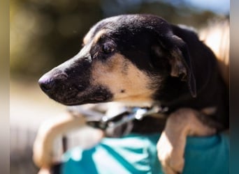 Terrier-Mix LISA❤️sanft, freundlich, lieb und sehr menschenbezogen