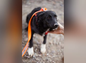 Betty ❤️ kuschlige, verspielte junge Hundedame