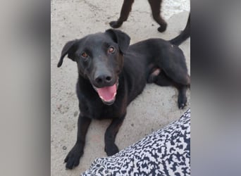 Blacky Aron ♥️ so verschmuster & verspielter Rüde