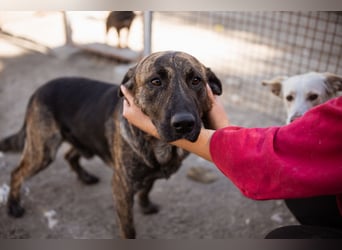 Ludwig ❤️ unser lieber, verschmuster Jungrüde!