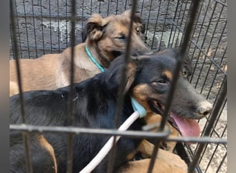 Kleine, schüchterne Vaiana = sucht Liebe und Treue