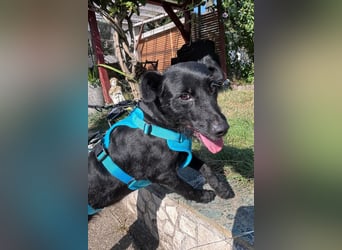 Ebony ❤️ wartet in 51469 Bergisch Gladbach auf dich