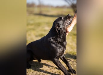 Coolio - wunderbar fröhlicher aktiver Bub