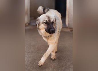 Suki ❤️ Süßes + liebes Hundemädchen!