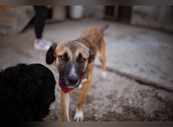 Liebste Lisa - die pure Lebensfreude auf 4 Pfoten