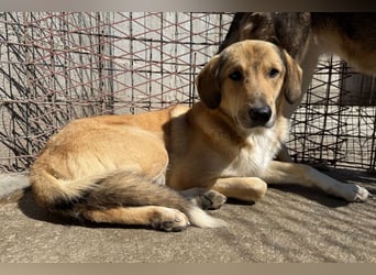 Klausi ❤️ sanft, sensibel + sucht Halt & Liebe