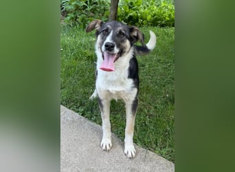♥Šmizla♥ Kinder- und Katzenlieben Hündin