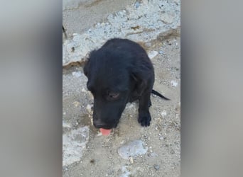 Knutschkugel GRACIE❤️zauberhaftes Fellschnute sucht ihr Zuhause fürs Leben