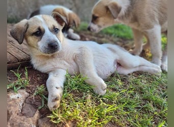 Liebe Nala möchte bei dir einziehen