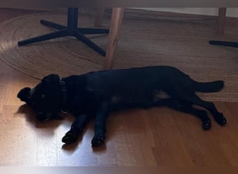 Ebony ❤️ wartet in 51469 Bergisch Gladbach auf dich