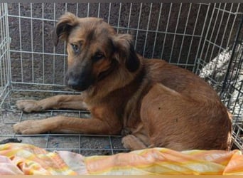 Schüchterne Crissi - braucht Liebe und Halt