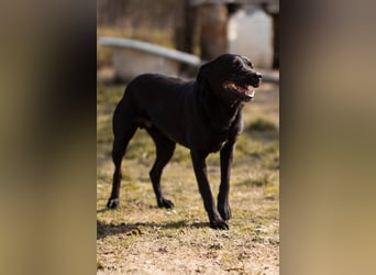 Coolio - wunderbar fröhlicher aktiver Bub