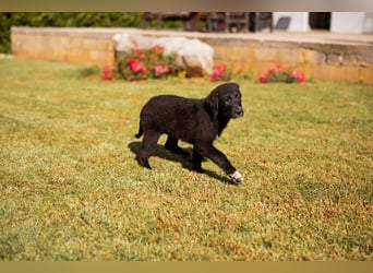 Cosmo - junger charmanter Schäfi-Mix-Bub