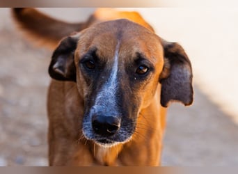 Sanfter Rüde ♥Amigo♥ erwartet dich bereits in 74749 Rosenberg
