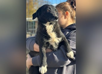 BOBI❤️sanfter, liebevoller & treuer Schatz sucht ein Zuhause voller Liebe!