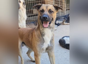 XAVER❤️entzückender, lustiger Jungrüde auf dringender Körbchensuche!