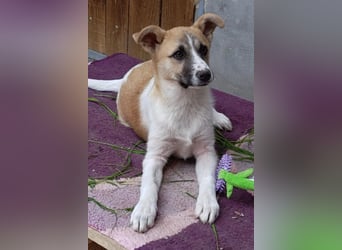 Ella ❤️ super liebes, junges Hundemädchen