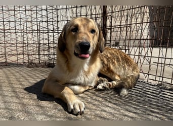 Klausi ❤️ sanft, sensibel + sucht Halt & Liebe