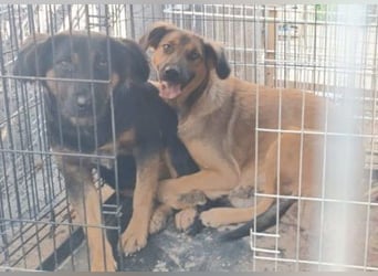 Schüchterne Crissi - braucht Liebe und Halt