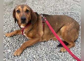 Reina in 01640 Coswig