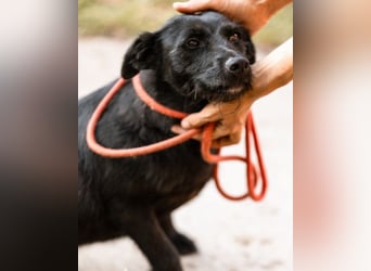Traumhündin Ebony ❤️ verträglich, lieb, offen!