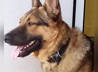 Liebevolles Fellnäschen Bebo -  liebt jeden, ob Mensch, Hund oder Katze