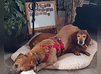 Toller Rüde ♥ Taro ♥ wartet bereits in 24885 Sieverstedt