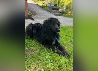 BIMBO❤️freundlicher, ruhiger Fellschnuffel - liebt einfach alles und jeden um sich herum