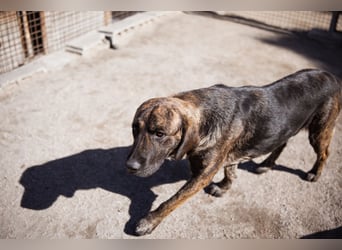Ludwig ❤️ unser lieber, verschmuster Jungrüde!