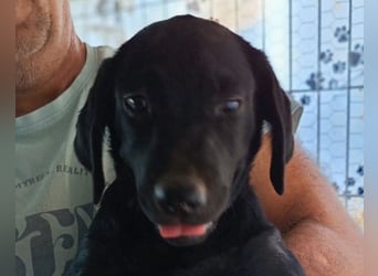 Schmusemaus RIEKA❤️verspieltes, fröhliches, aufgewecktes Welpenherzchen sucht ihre Für-Immer-Familie