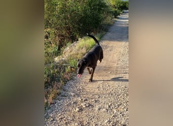 Goldige ♥ Godina ♥ kinderliebe, soziale Hündin