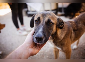 Liebste Lisa - die pure Lebensfreude auf 4 Pfoten