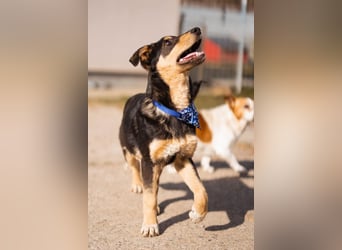 Norio ❤️ kuschliger, verspielter junger Hundebub