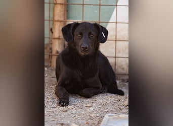PRINCE❤️sanfter, sozialer Hundebub wartet auf seine Chance