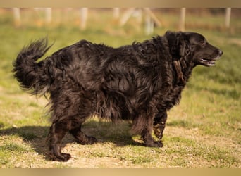 Norman - ein rundum toller Rüde