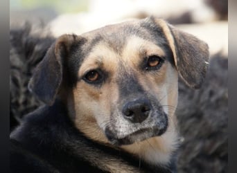 Lana ❤️ tolle umgängliche, junge Hündin