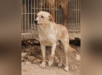 Bob wartet sehnsüchtig auf deine Anfrage