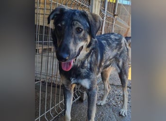 Mili-HSH-Rüde: braucht Liebe & Vertrauen