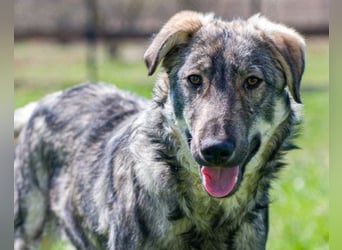 Mili-HSH-Rüde: braucht Liebe & Vertrauen