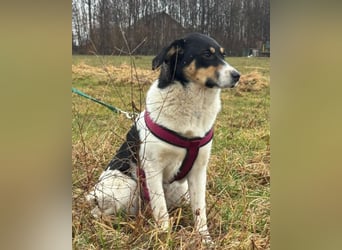 Milly ❤️ liebe, sanfte Hündin sucht dich!