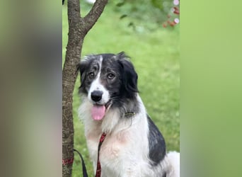 ♥Milla♥ liebe, ruhige Hündin auch kinder- und katzenfreundlich