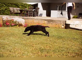 Junger Cosmo - charmanter Schäfi-Mix-Bub